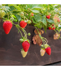 Jahodník previsnutý Pendula - Fragaria - predaj voľnokorenných sadeníc - 2 ks