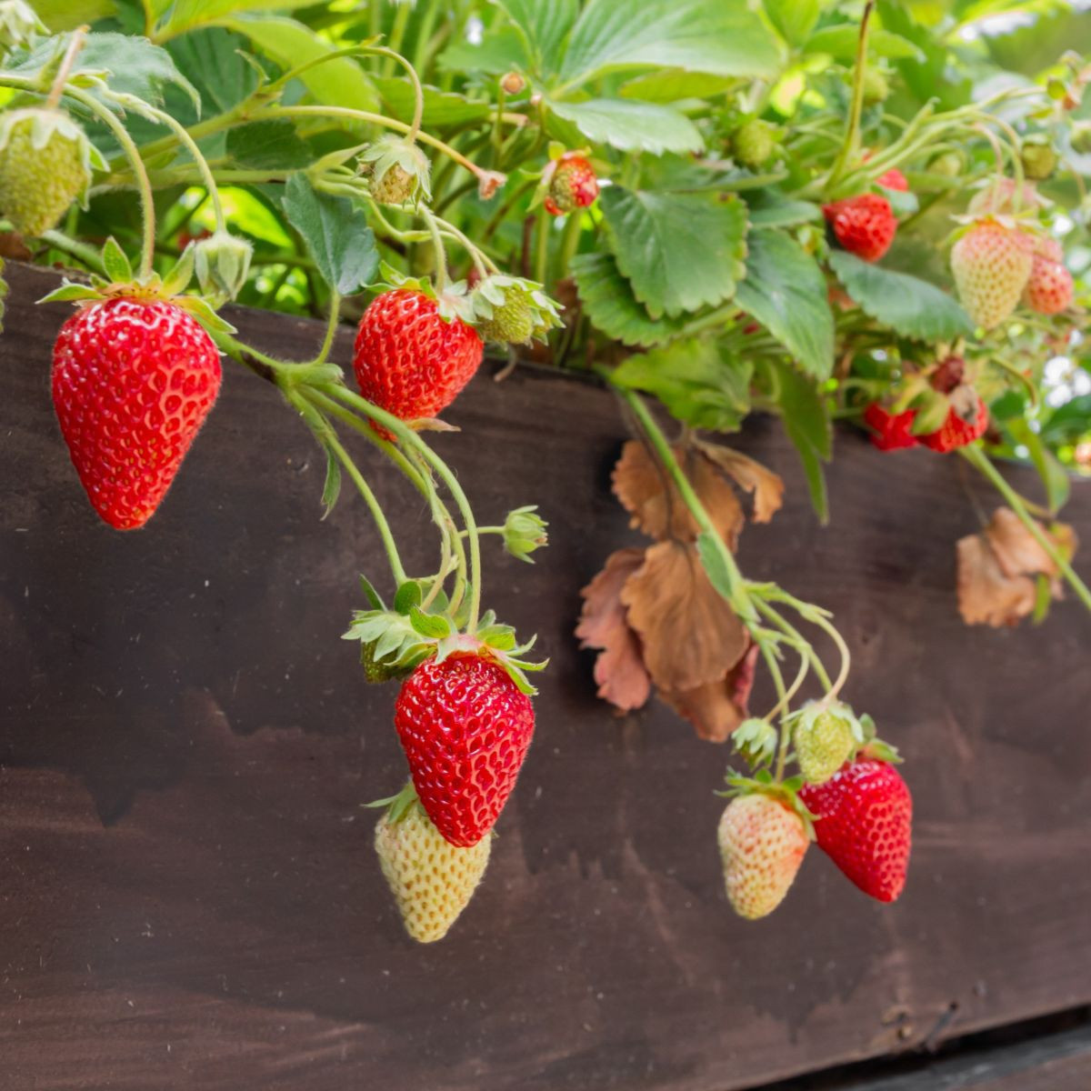 Jahodník previsnutý Pendula - Fragaria - predaj voľnokorenných sadeníc - 2 ks