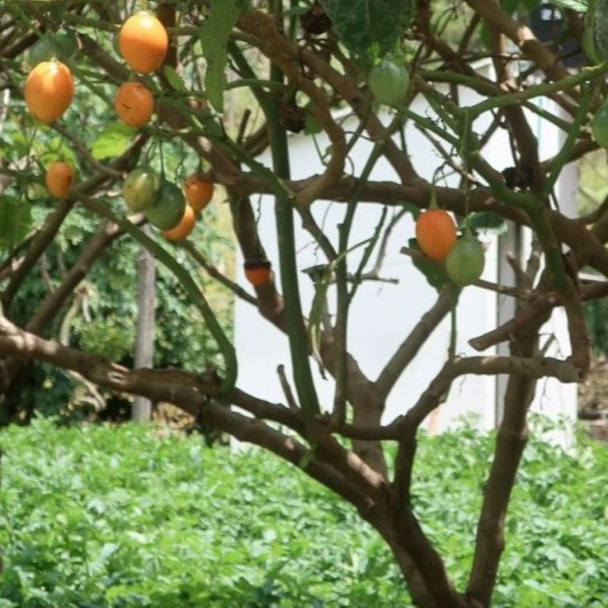 Paradajkový strom žltý Tamarillo - Cyphomandra betacea - semená - 5 ks