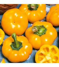 Paprika ročná Topepo giallo - Capsicum annuum - semená - 20 ks