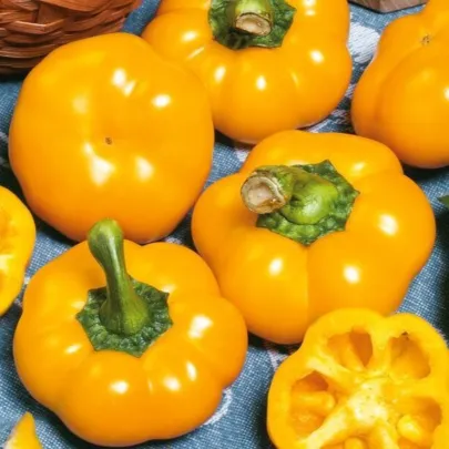 Paprika ročná Topepo giallo - Capsicum annuum - semená - 20 ks
