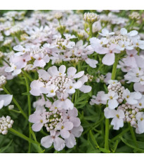 Iberka okoličnatá Rose Cardinal - Iberis umbellata - semená - 100 ks