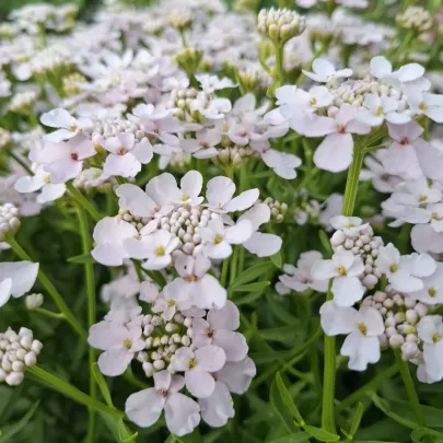 Iberka okoličnatá Rose Cardinal - Iberis umbellata - semená - 100 ks