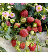 Jahody stáleplodiace Frisan F1 - Fragaria ananassa - semená - 10 ks