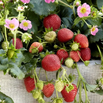 Jahody stáleplodiace Frisan F1 - Fragaria ananassa - semená - 10 ks