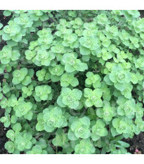 BIO Libanonské oregano Babilye - Origanum vulgare - bio semená - 30 ks