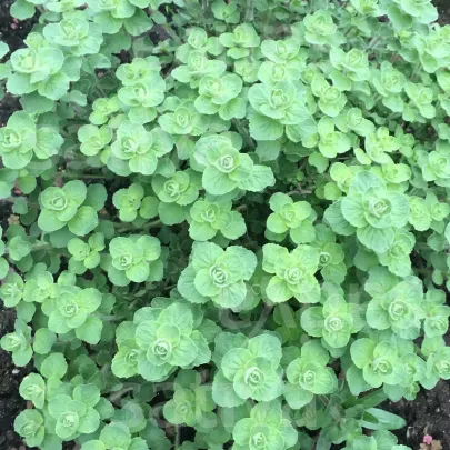 BIO Libanonské oregano Babilye - Origanum vulgare - bio semená - 30 ks