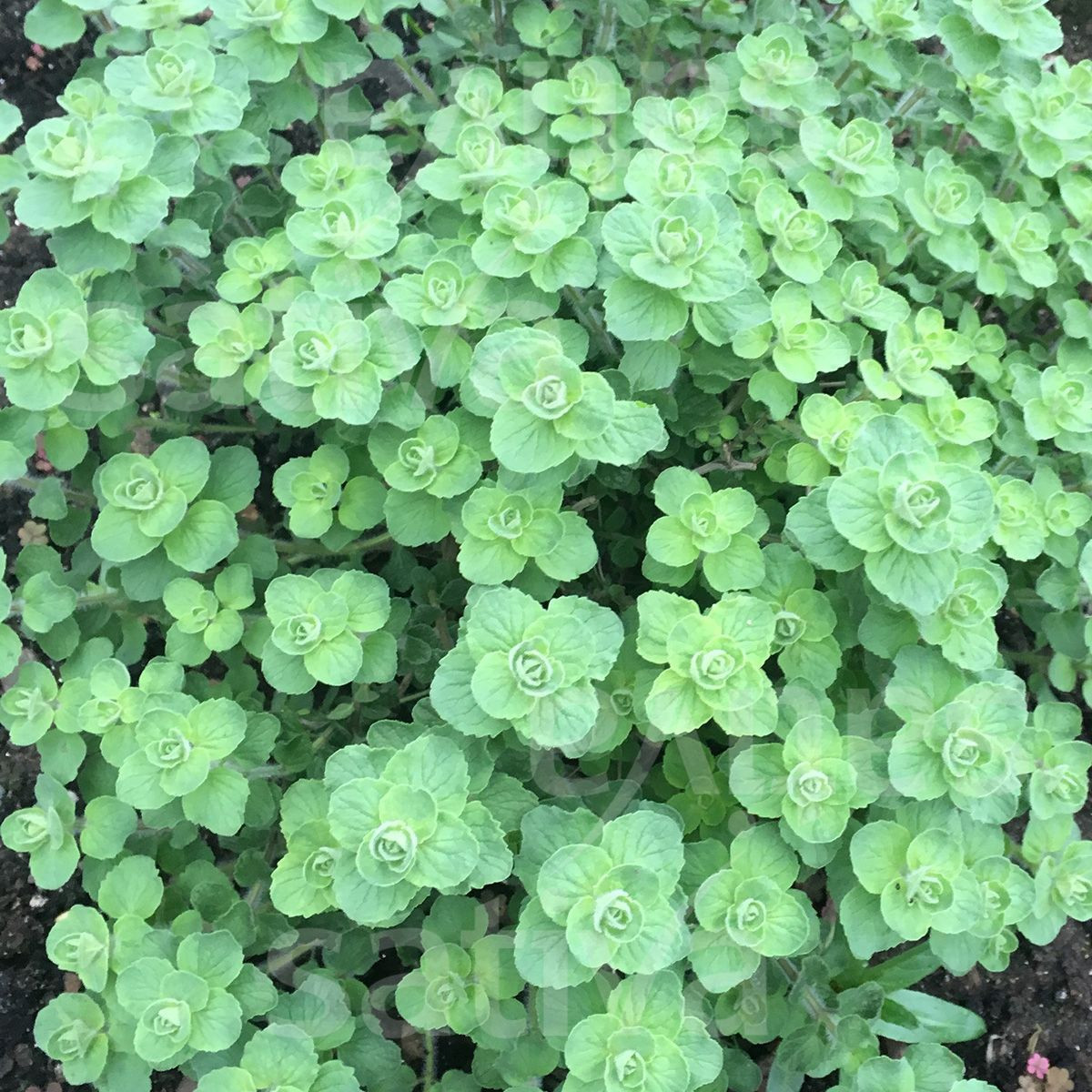 BIO Libanonské oregano Babilye - Origanum vulgare - bio semená - 30 ks