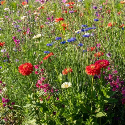 Farebný akord - semená Čierny Biopro - letničková zmes - 20 g