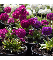 Prvosienka zúbkatá - zmes farieb - Primula denticulata - semená - 20 ks