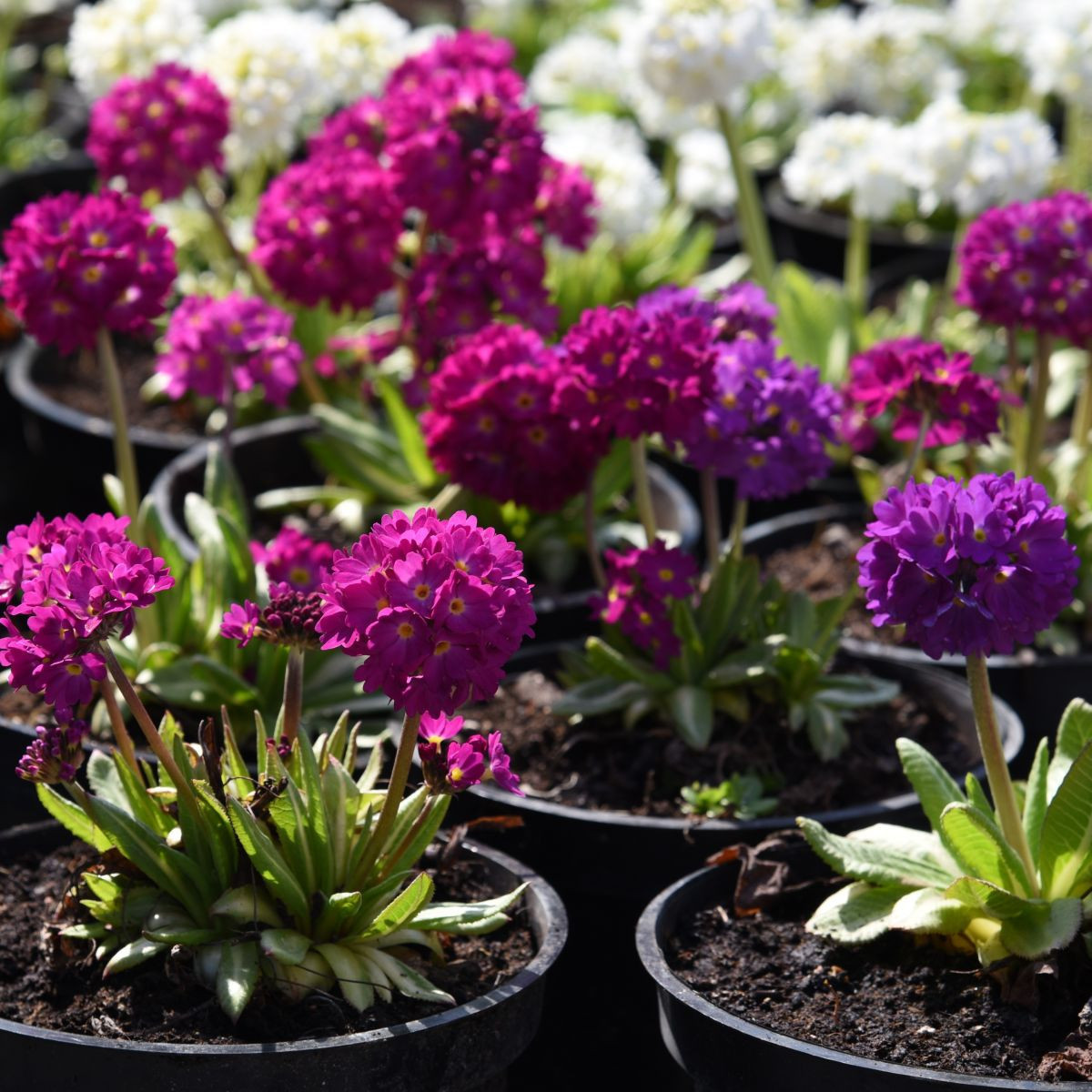 Prvosienka zúbkatá - zmes farieb - Primula denticulata - semená - 20 ks