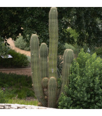 Saguaro - Kaktus sviecovitý - Carnegiea gigantea - semená - 5 ks