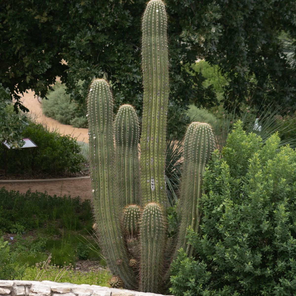 Saguaro - Kaktus sviecovitý - Carnegiea gigantea - semená - 5 ks