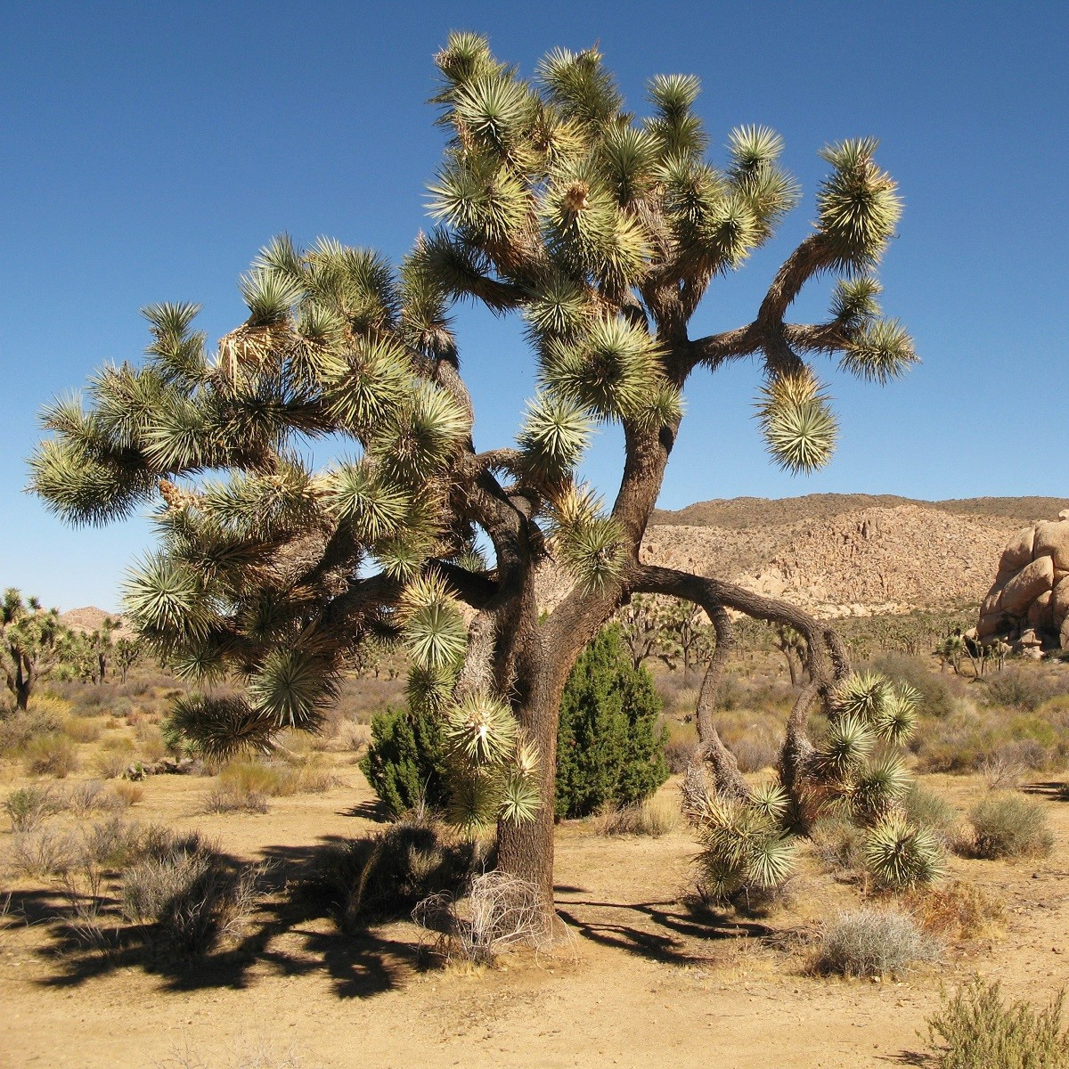 Joshua tree - Juka krátkolistá - Yucca brevifolia - semená - 20 ks