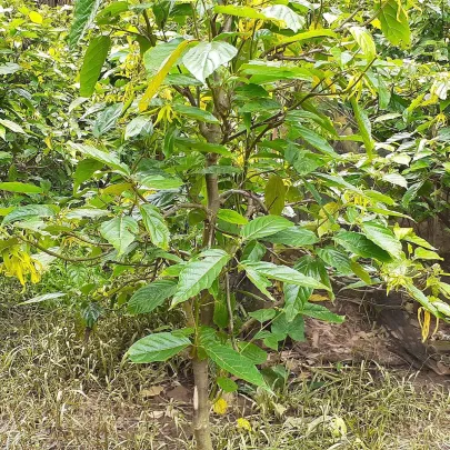 Kananga voňavá - Cananga odorata - semená - 8 ks