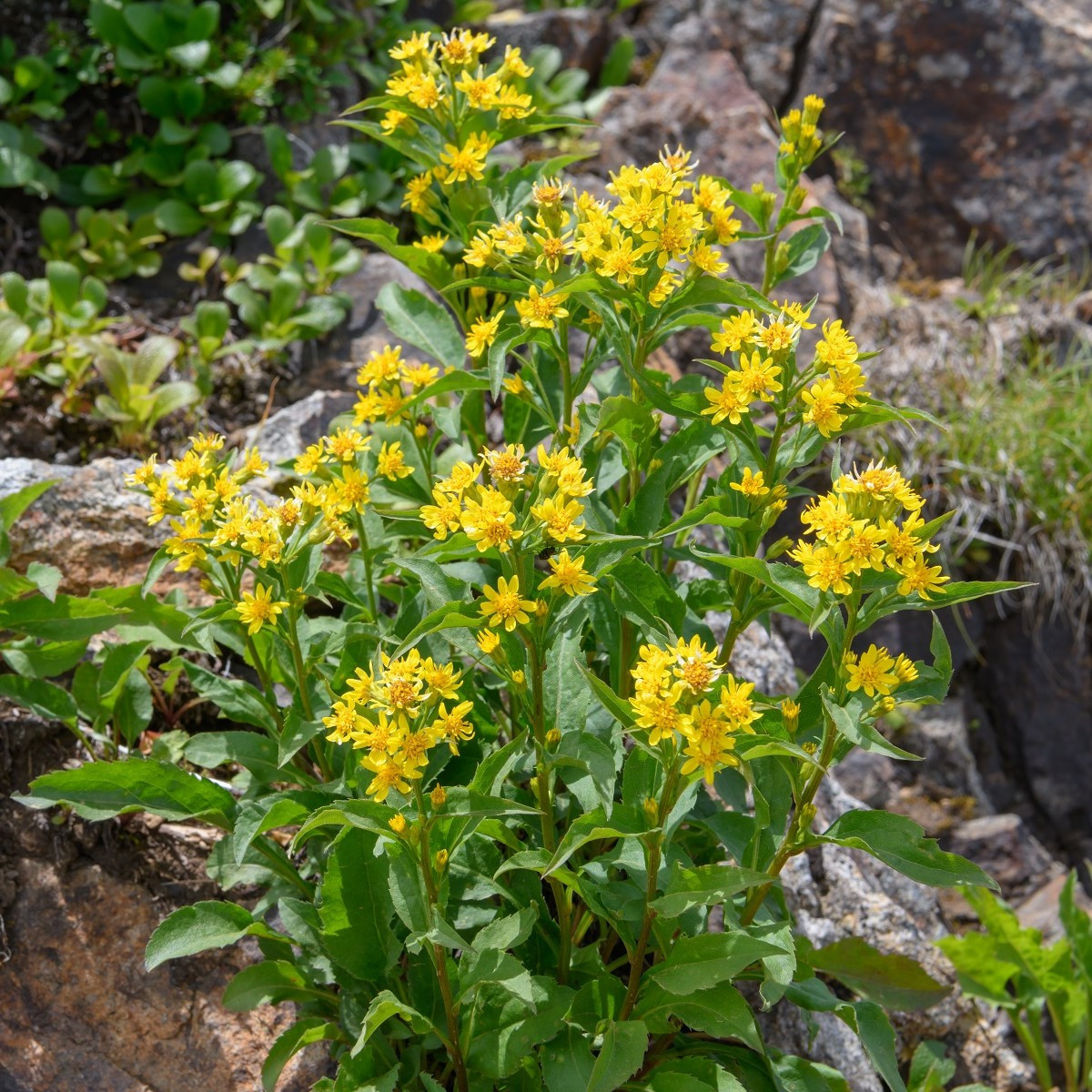 Zlatobyľ obyčajná - Solidago virgaurea - semená - 20 ks