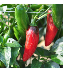 BIO Chilli Jalapeno Ruben - Capsicum annuum - bio semená - 6 ks