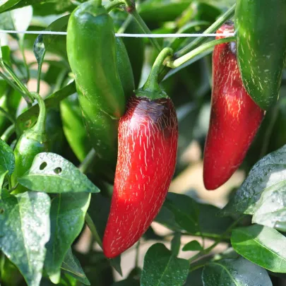 BIO Chilli Jalapeno Ruben - Capsicum annuum - bio semená - 6 ks