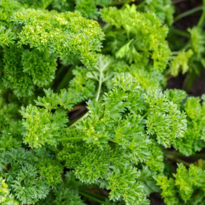 BIO Petržlen Mooskrause - Petroselinum Crispum - bio semená - 300 ks