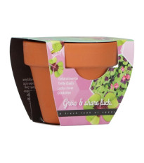 Buzzy Grow Gifts – Minisada na pestovanie štvorlístka - Pieterpik - pestovateľská sada - 1 ks
