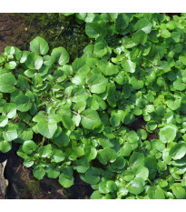 BIO Potočnica lekárska - Nasturtium officinale - semená - 100 ks