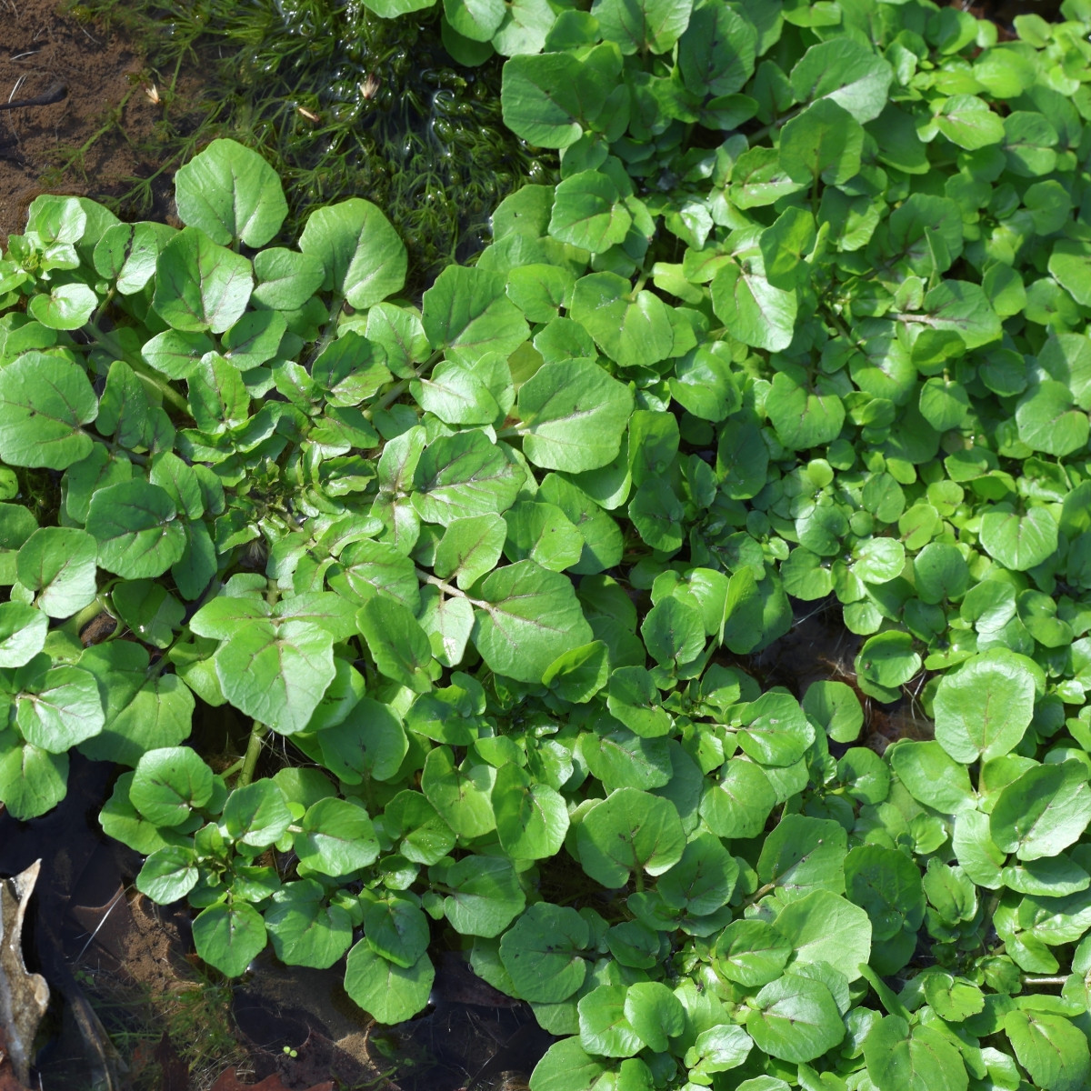 BIO Potočnica lekárska - Nasturtium officinale - semená - 100 ks