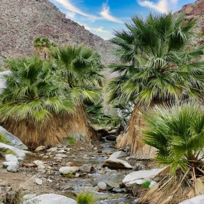 Palmovka papraďovitá Washingtonia - Washingtonia filifera - semená - 15 ks
