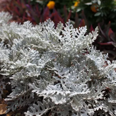 Starček prímorský - Cineraria maritima - semená - 300 ks