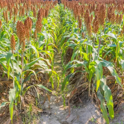 Čirok obyčajný - Sorghum bicolor - semená - 100 ks