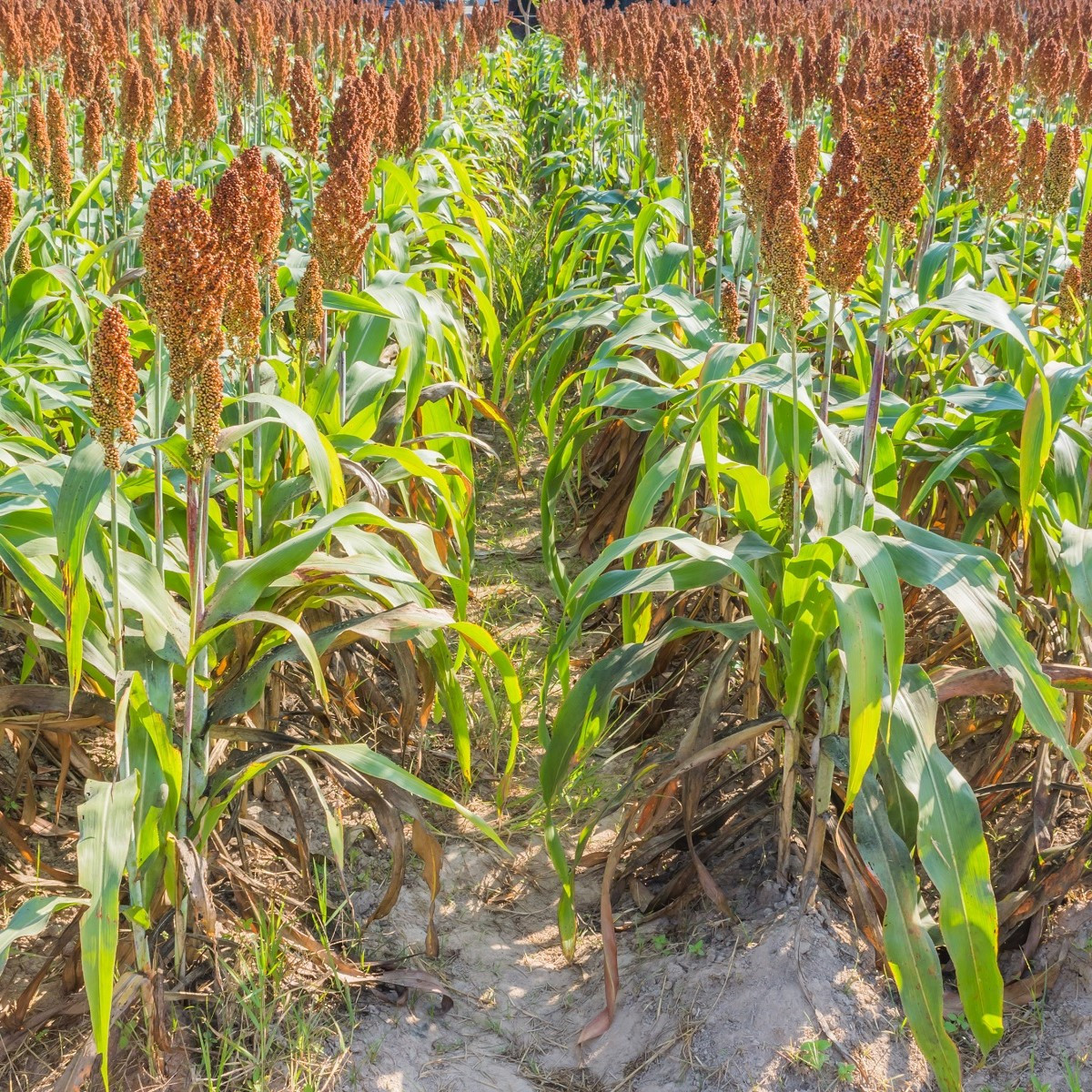Čirok obyčajný - Sorghum bicolor - semená - 100 ks