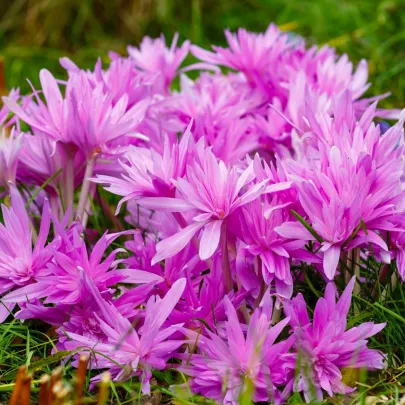 Jesienka Waterlily - Colchicum - cibuľoviny - 1 ks