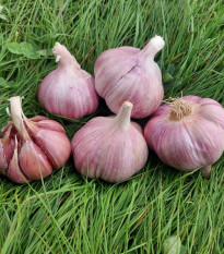 Sadbový cesnak Skalka - Allium sativum - paličák - 1 balenie