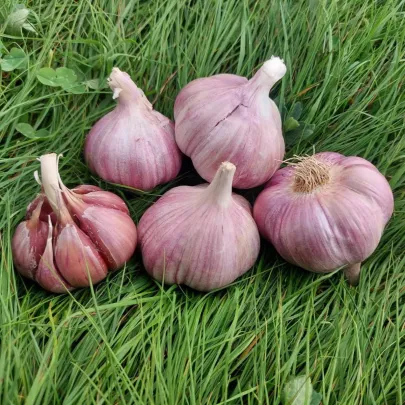 Sadbový cesnak Skalka - Allium sativum - paličák - 1 balenie