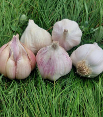 Sadbový cesnak Matinka - Allium sativum - nepaličák - cibuľa cesnaku - 1 balenie