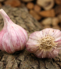 Sadbový cesnak Slavin II - Allium sativum - paličiak - 1 balenie