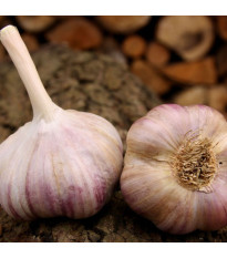 Sadbový cesnak Vekan - Allium sativum - paličiak - 1 balenie