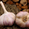 Sadbový cesnak Vekan - Allium sativum - paličiak - 1 balenie
