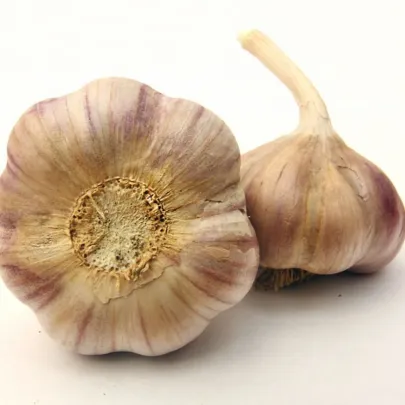 Sadbový cesnak Vekan - Allium sativum - paličiak - 1 balenie