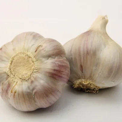Sadbový cesnak Bjetin - Allium sativum - paličiak - cibule cesnaku - 1 balenie