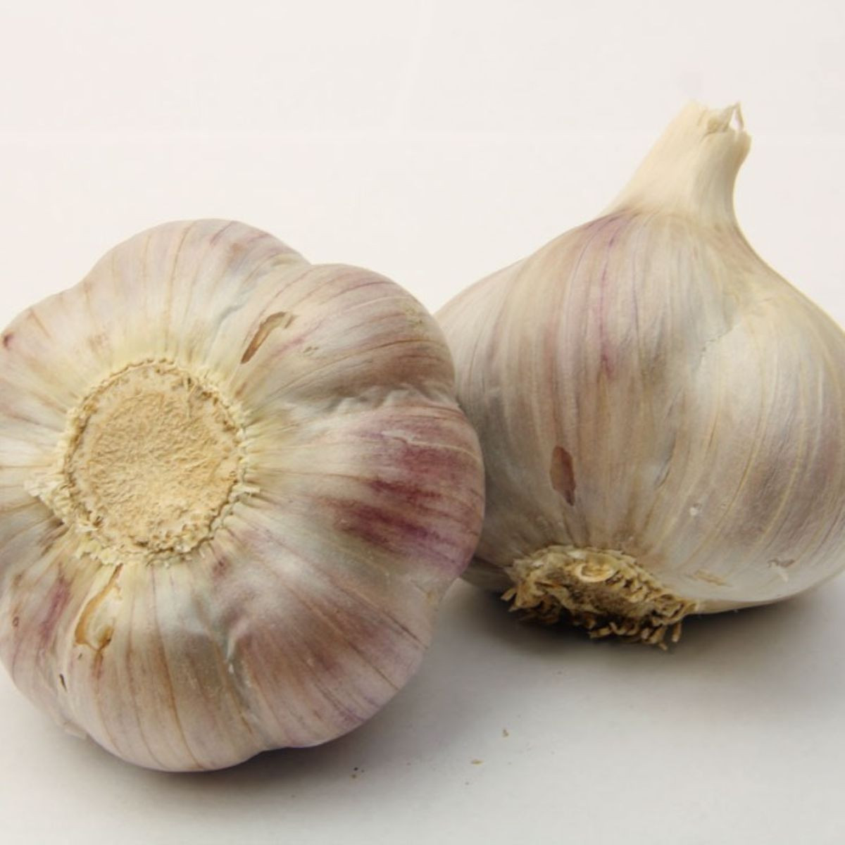 Sadbový cesnak Bjetin - Allium sativum - paličiak - cibule cesnaku - 1 balenie