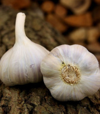 Sadbový cesnak Bjetin - Allium sativum - paličiak - cibule cesnaku - 1 balenie