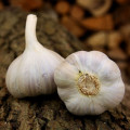 Sadbový cesnak Bjetin - Allium sativum - paličiak - cibule cesnaku - 1 balenie