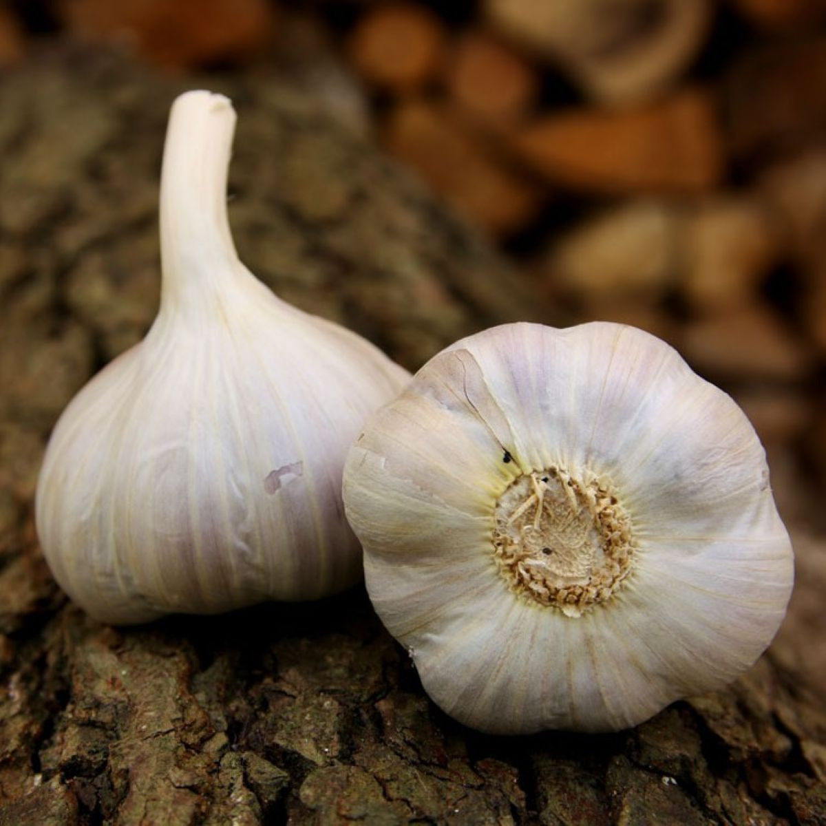 Sadbový cesnak Bjetin - Allium sativum - paličiak - cibule cesnaku - 1 balenie