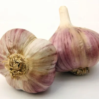 Sadbový cesnak Havran - Allium sativum - paličiak - 1 balenie