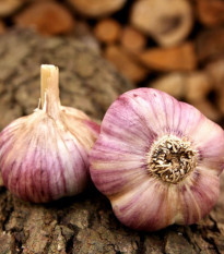 Sadbový cesnak Havran - Allium sativum - paličiak - 1 balenie