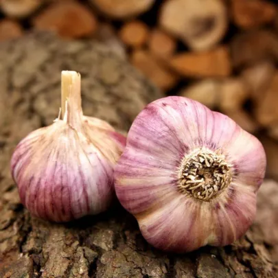 Sadbový cesnak Havran - Allium sativum - paličiak - 1 balenie