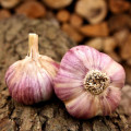 Sadbový cesnak Havran - Allium sativum - paličiak - 1 balenie