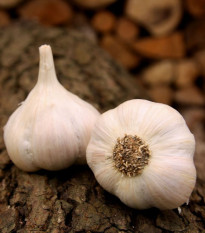 Sadbový cesnak Lukan - Allium sativum - nepaličiak - cibule cesnaku - 1 balenie