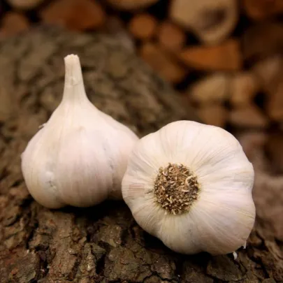 Sadbový cesnak Lukan - Allium sativum - nepaličiak - cibule cesnaku - 1 balenie