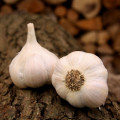 Sadbový cesnak Lukan - Allium sativum - nepaličiak - cibule cesnaku - 1 balenie